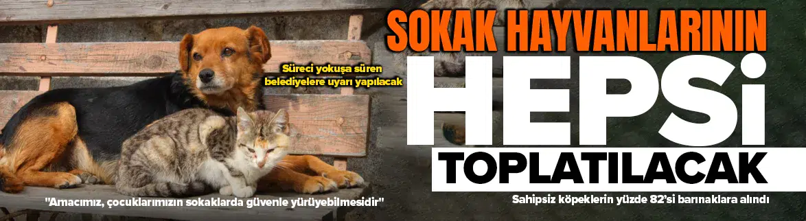 Sokak hayvanlarının hepsi toplanacak !