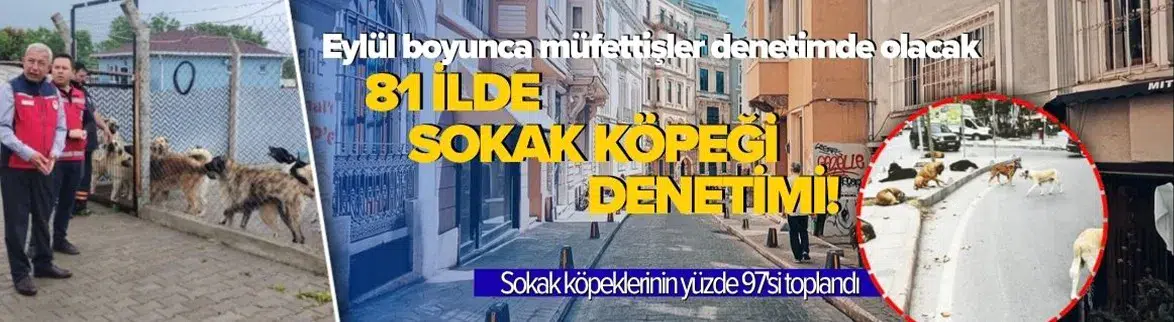 81 ilde sokak köpeği denetimi başlıyor ! Müfettişler eylül boyunca sahada