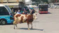 Manisa'da mezbahadan kaçan inek otogarı birbirine kattı