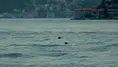 İstanbul Boğazı'nda yunuslar görülmeye başladı