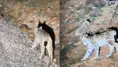 Tunceli'de koruma altında olan vaşak görüntülendi