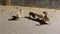 Kuşadası'nda iki köpeğin saldırdığı yaban domuzu, sürüsünün gelmesiyle kurtuldu