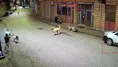 Ordu'da evine giden çocuk, sokak köpeklerinin saldırına uğradı