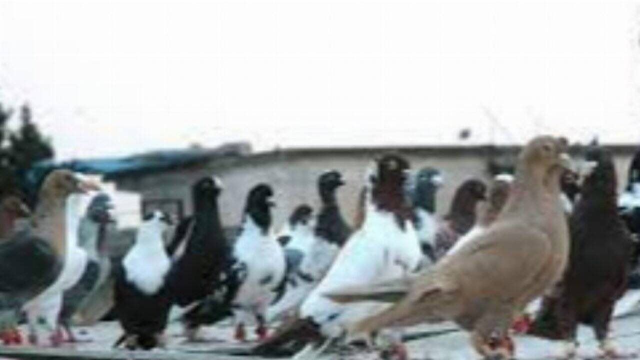 Kilis'te bir kişi güvercinle taklaya geldi!