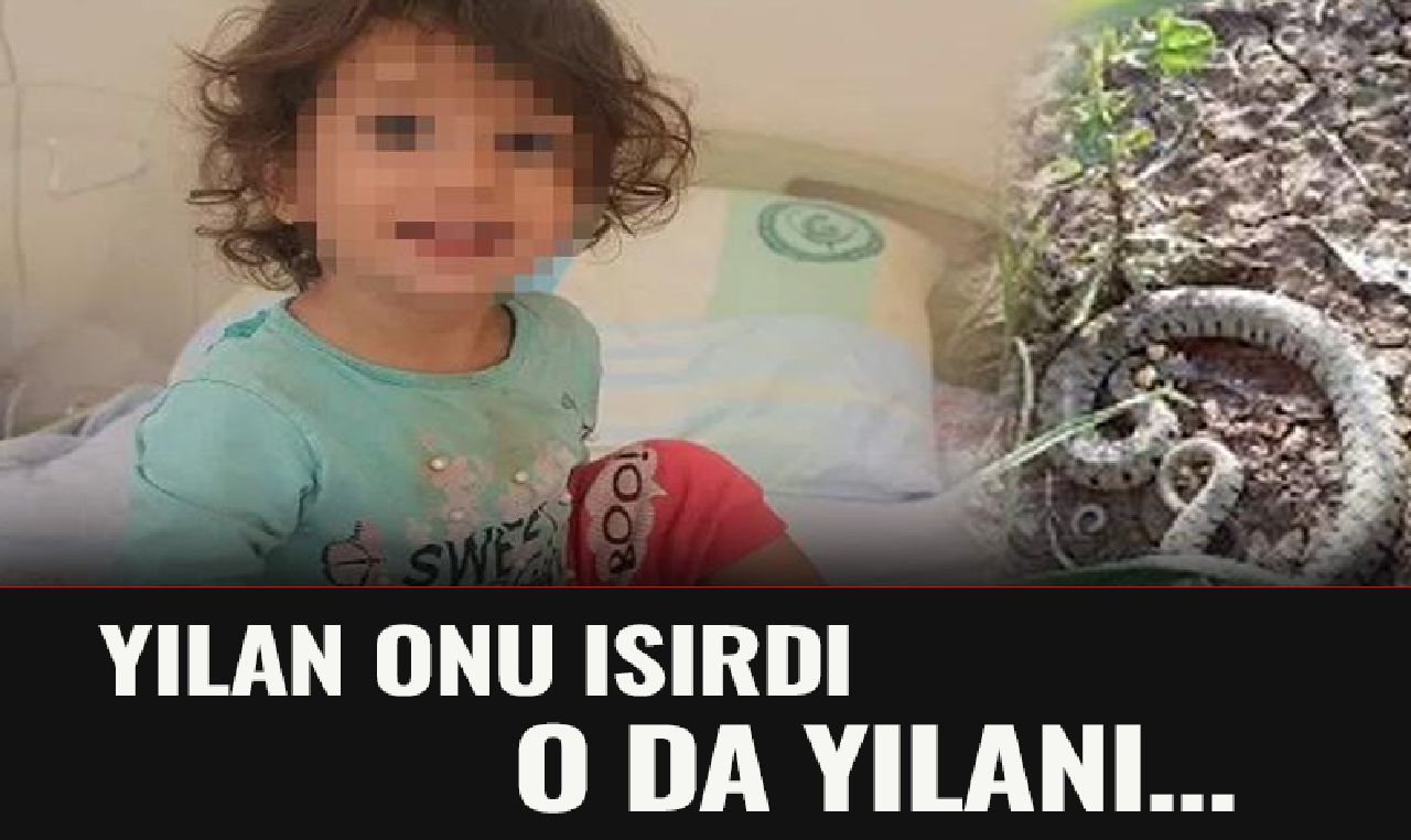 2 yaşındaki çocuk kendini ısıran yılanı ısırdı