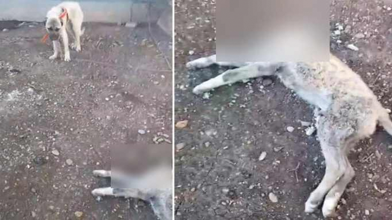 Böyle canilik görülmedi! Kulübeye bağlı köpeğin başını kestiler