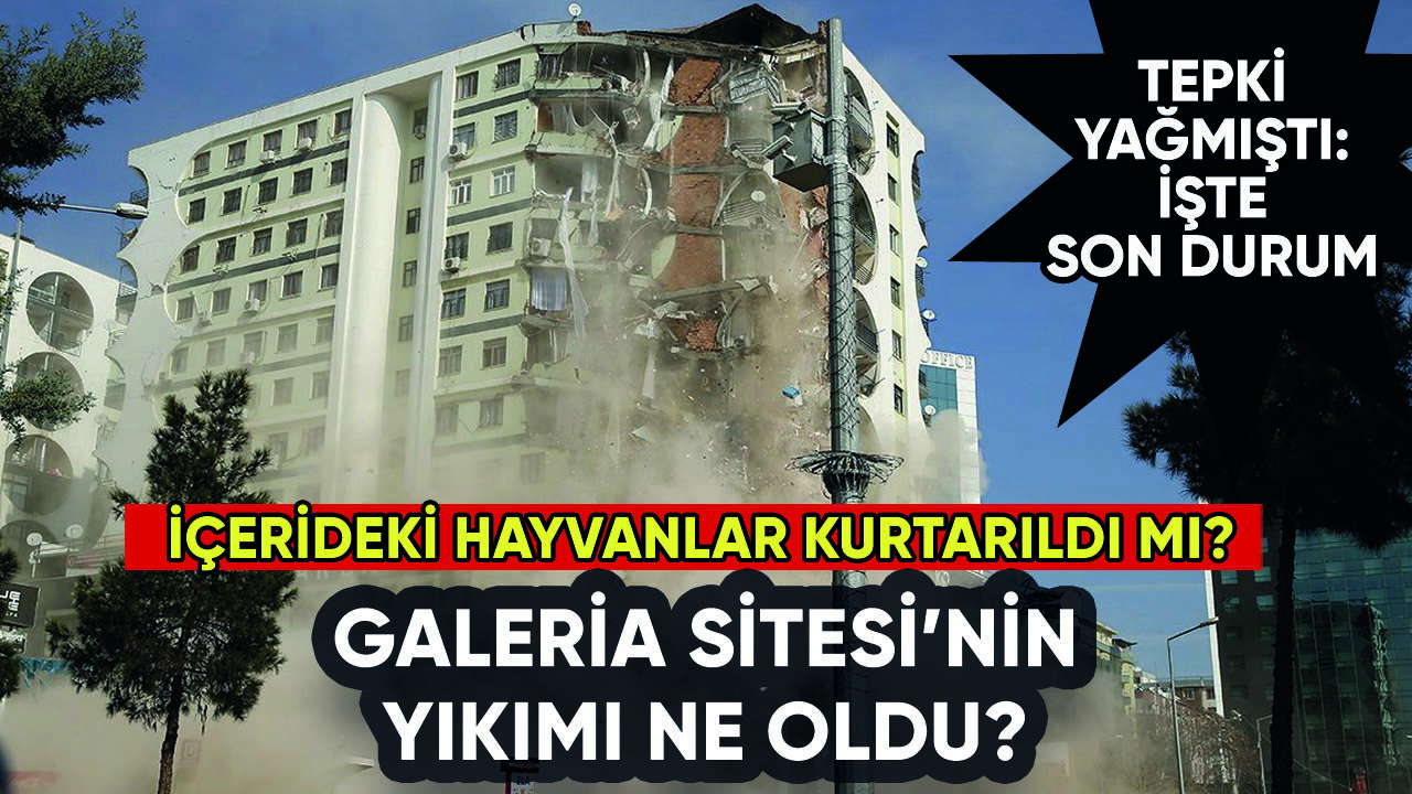 Galeria Sitesi yıkımı ne oldu? İçerideki hayvanlar kurtarıldı mı?