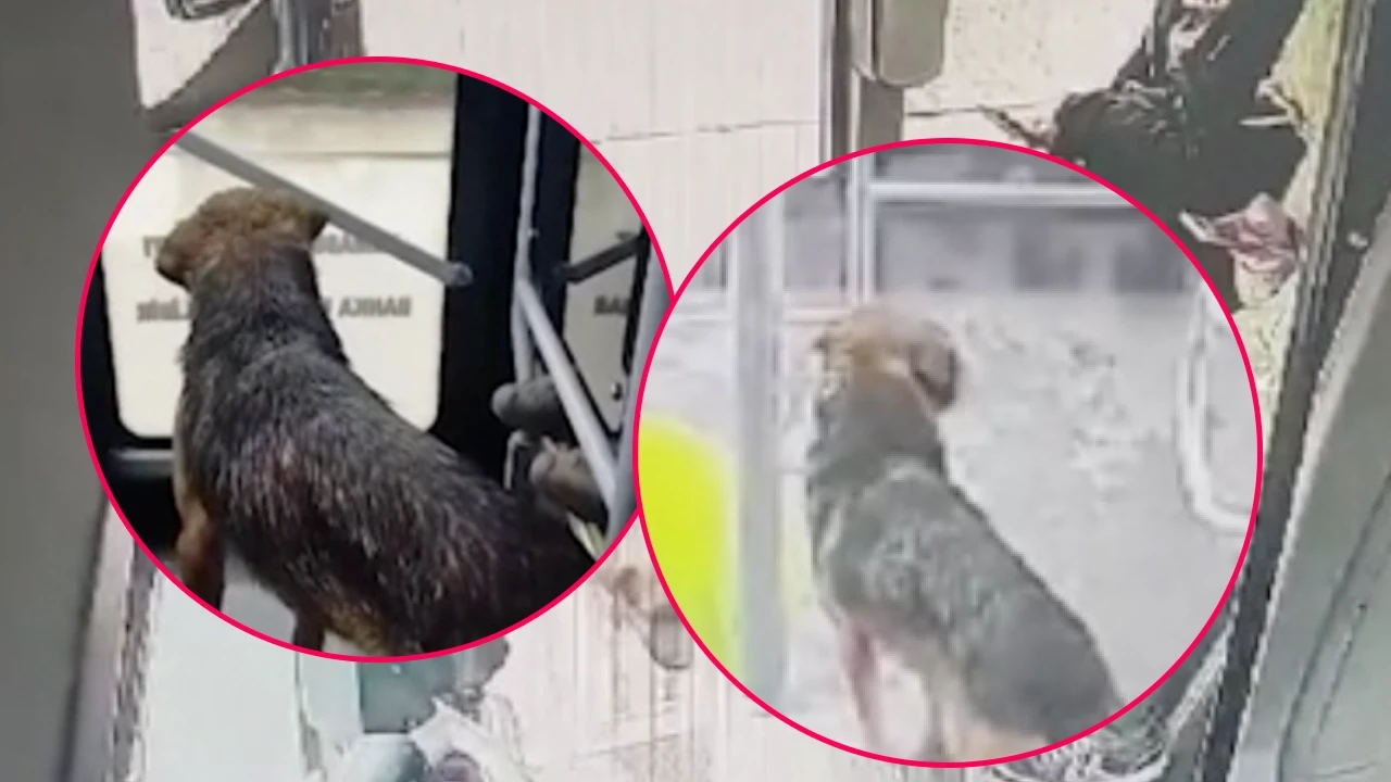 Sahipsiz köpek halk otobüsüne binerek yolculuk yaptı! O anlar güvenlik kamerasında