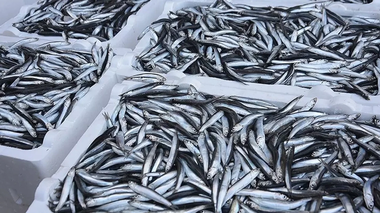 Türkiye'nin hamsi ihracatı 13,5 milyon doları geçti