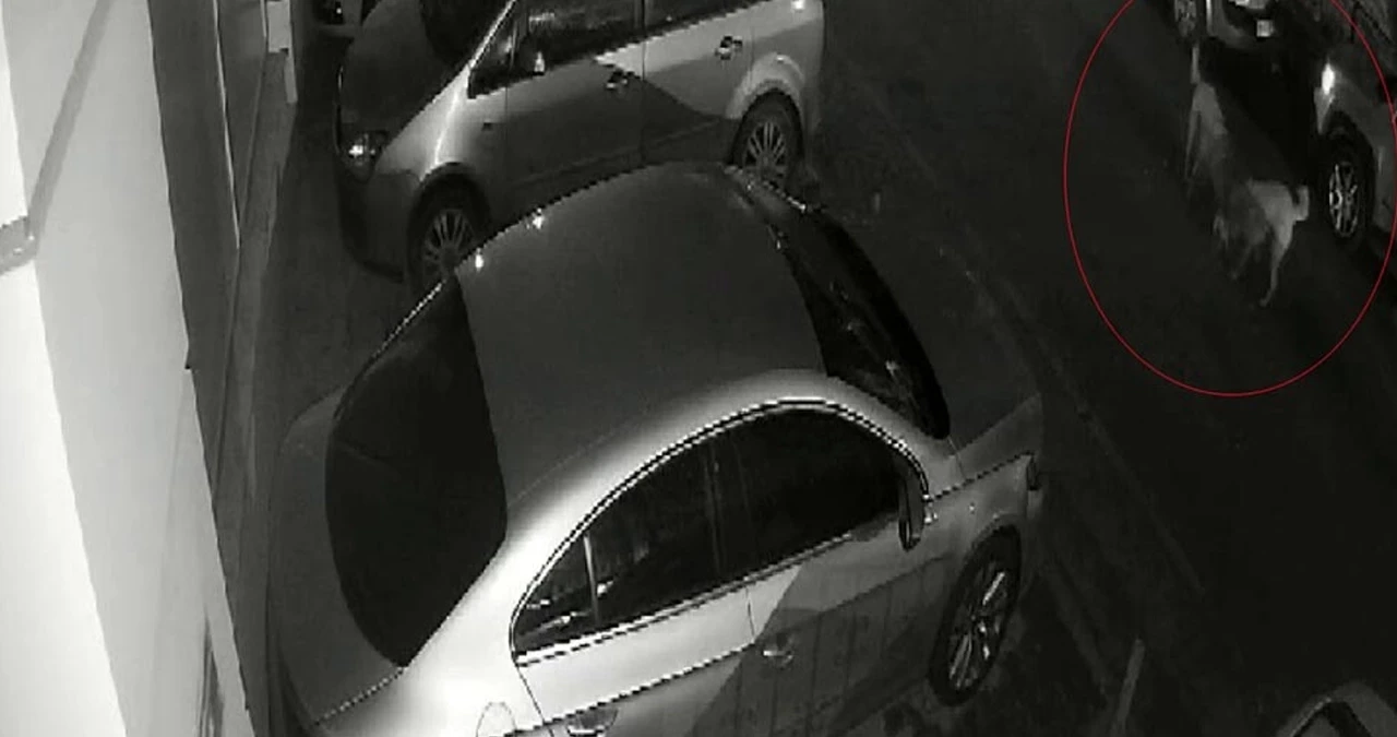 Sokak köpekleri kediyi parçaladı! Dehşet anları kamerada