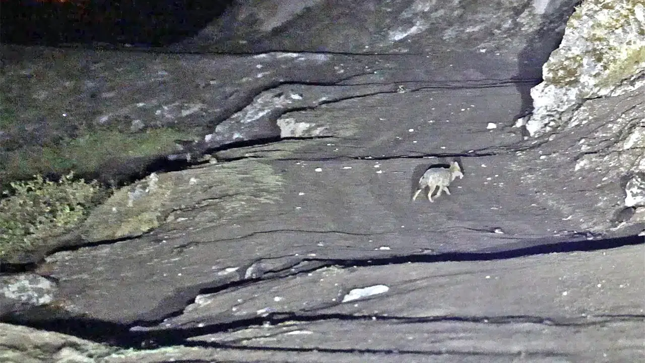 Bitlis’te budaklı kaplıcalarında yüzen insanların yakınına kurtlar geldi