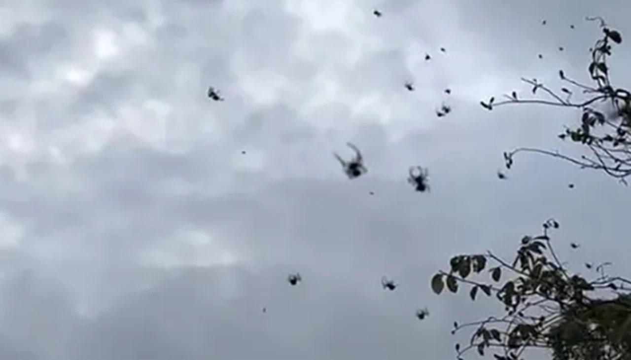 Brezilya'da kabus gibi manzara: Gökyüzünü örümcekler kapladı