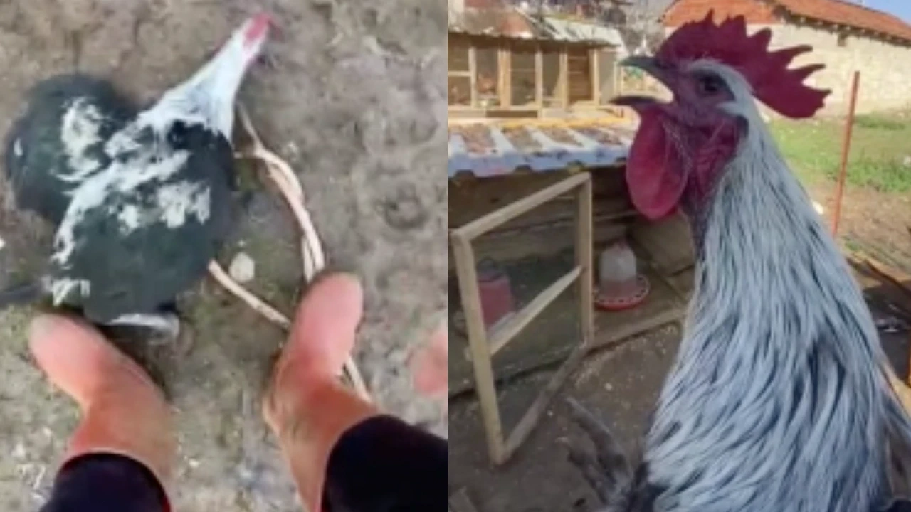 17 saniye öten horoz bayıldı! Videoya sosyal medyada ilgi yağdı