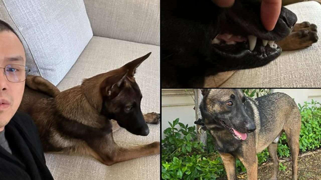 CZ köpeğinin ismini açıkladı! Broccoli Coin mi çıkacak?