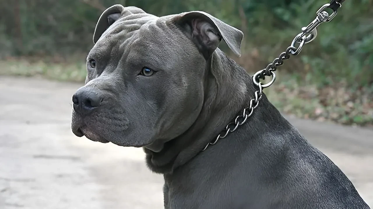 Bayrampaşa'da dehşet! Ağızlıksız gezdirilen pitbull polise saldırdı