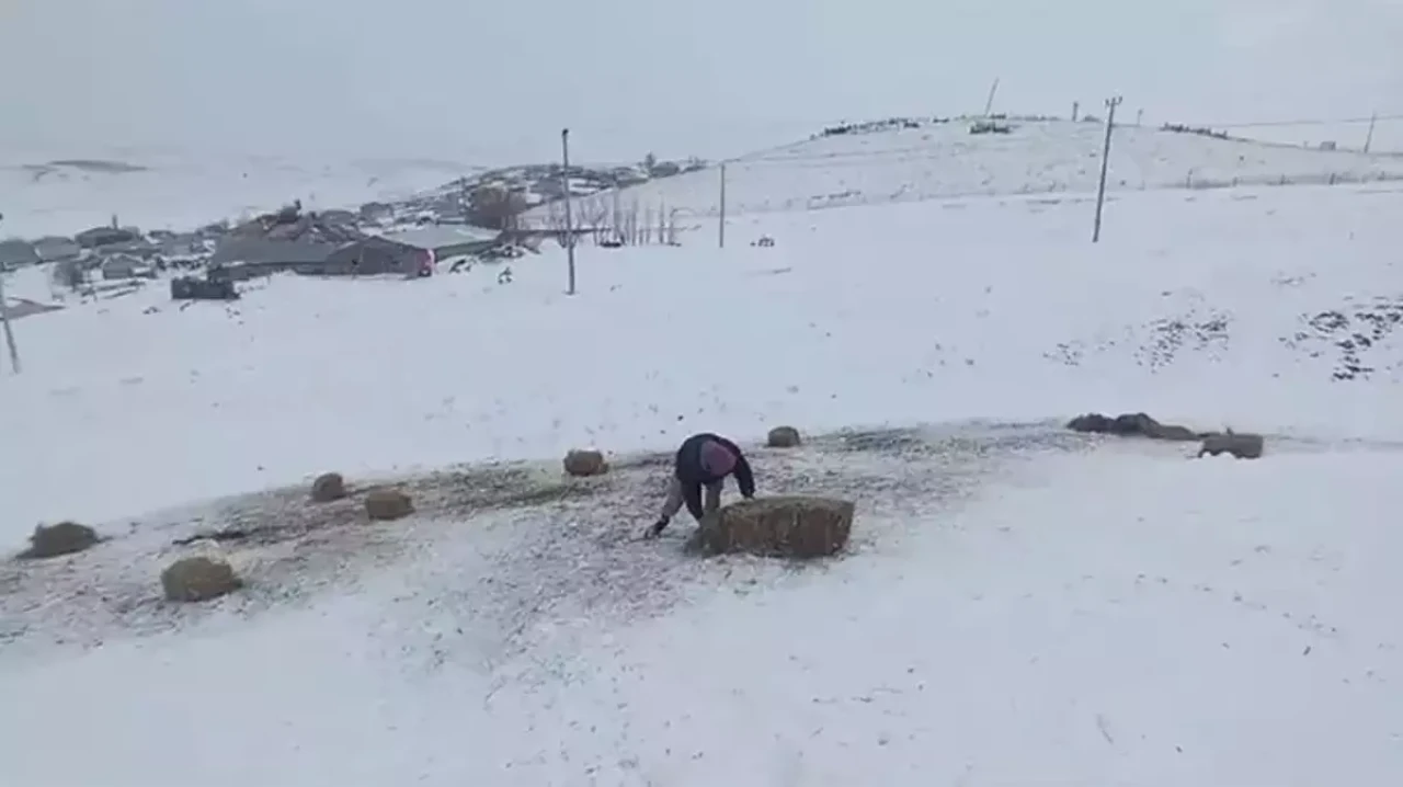 Adilcevaz yaylalarında kar engeli: Besiciler baharın tadını çıkaramıyor