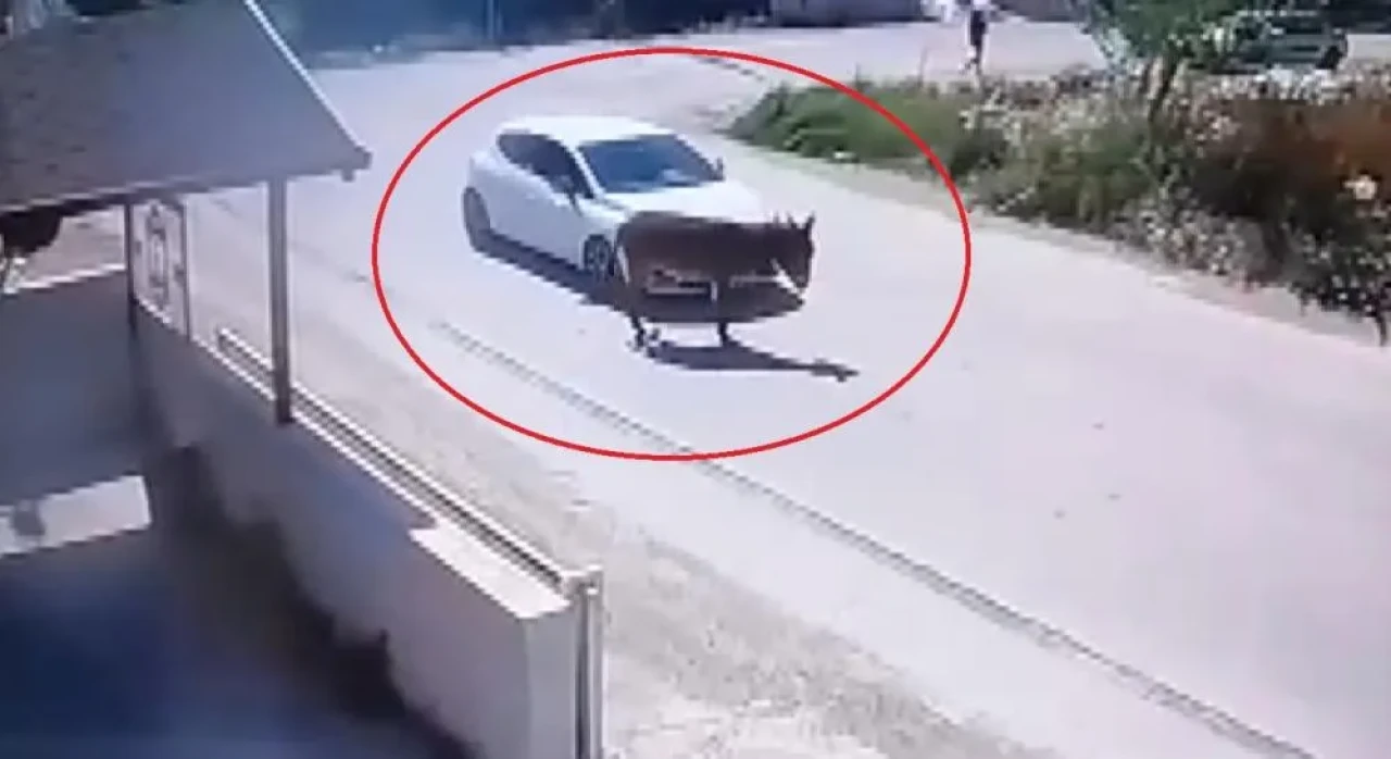 Hatay'da sokak ortasında eşeği ezip kaçan sürücüye ağır ceza