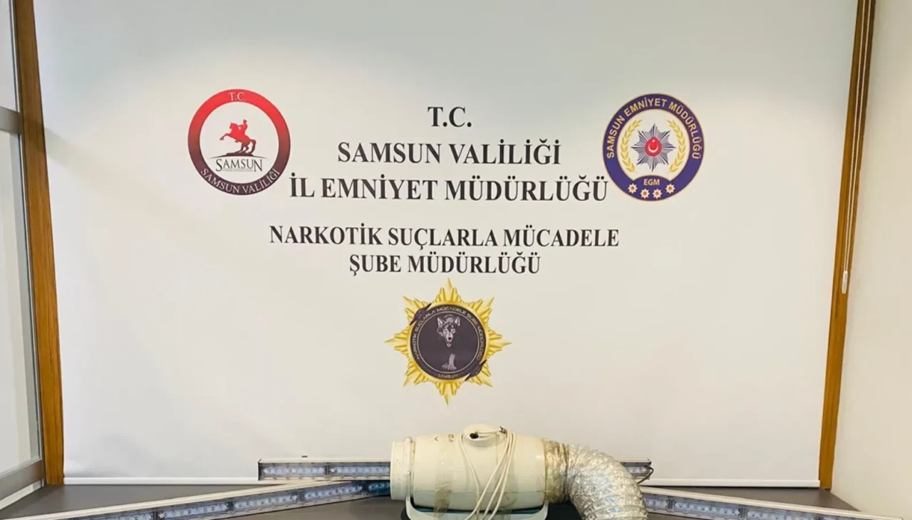 Samsun'da evinde kenevir yetiştiren zanlı yakalandı: Esrar ve kaçak alkol ele geçirildi