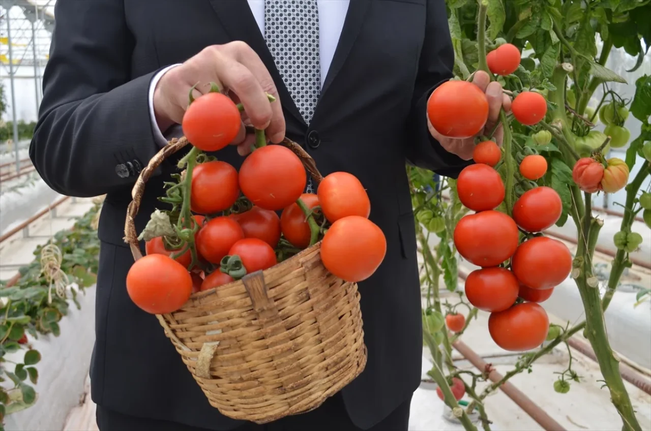 Kocaeli'de volkanik cürufla domates yetiştirildi!