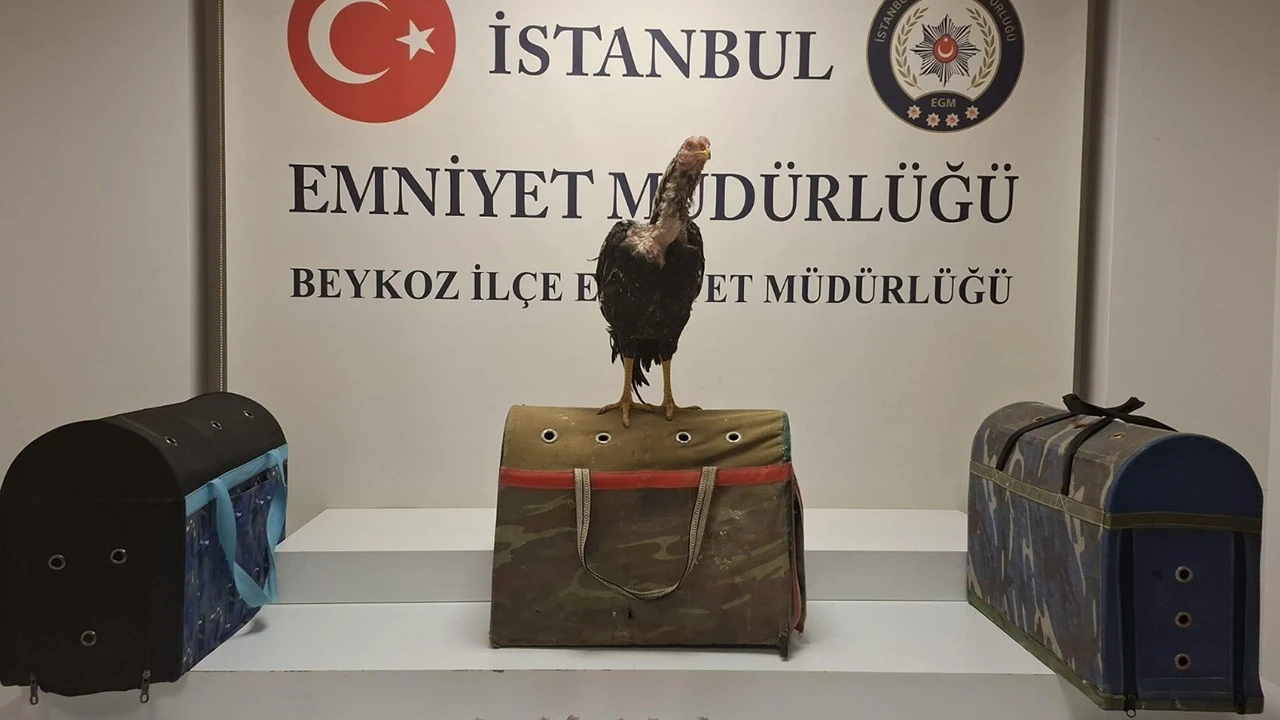 Beykoz’da horoz dövüşüne polis baskını: 21 kişi suçüstü yakalandı!