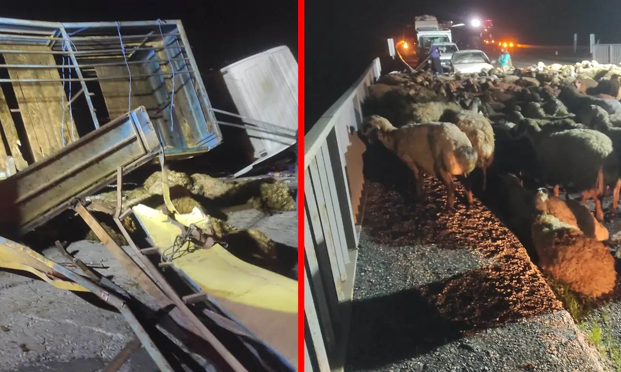 Bingöl'de tır devrildi: Onlarca kurbanlık koyun telef oldu