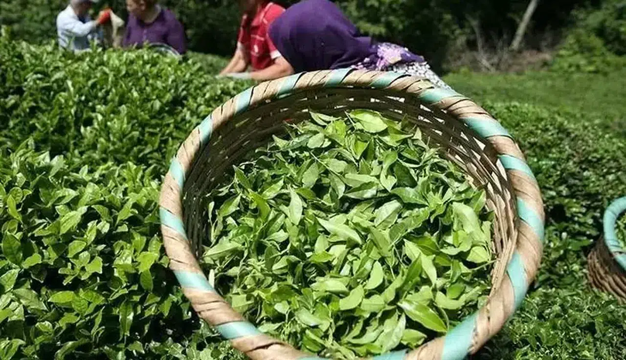 ÇAYKUR 1500 işçi alımı sonuçları açıklandı mı? ÇAYKUR kura sonuçları nereden öğrenilecek?