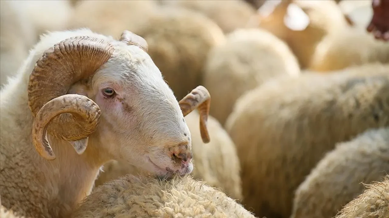 2025 Kurban Bayramı ne zaman? Kurban Bayramı tatili uzayacak mı?