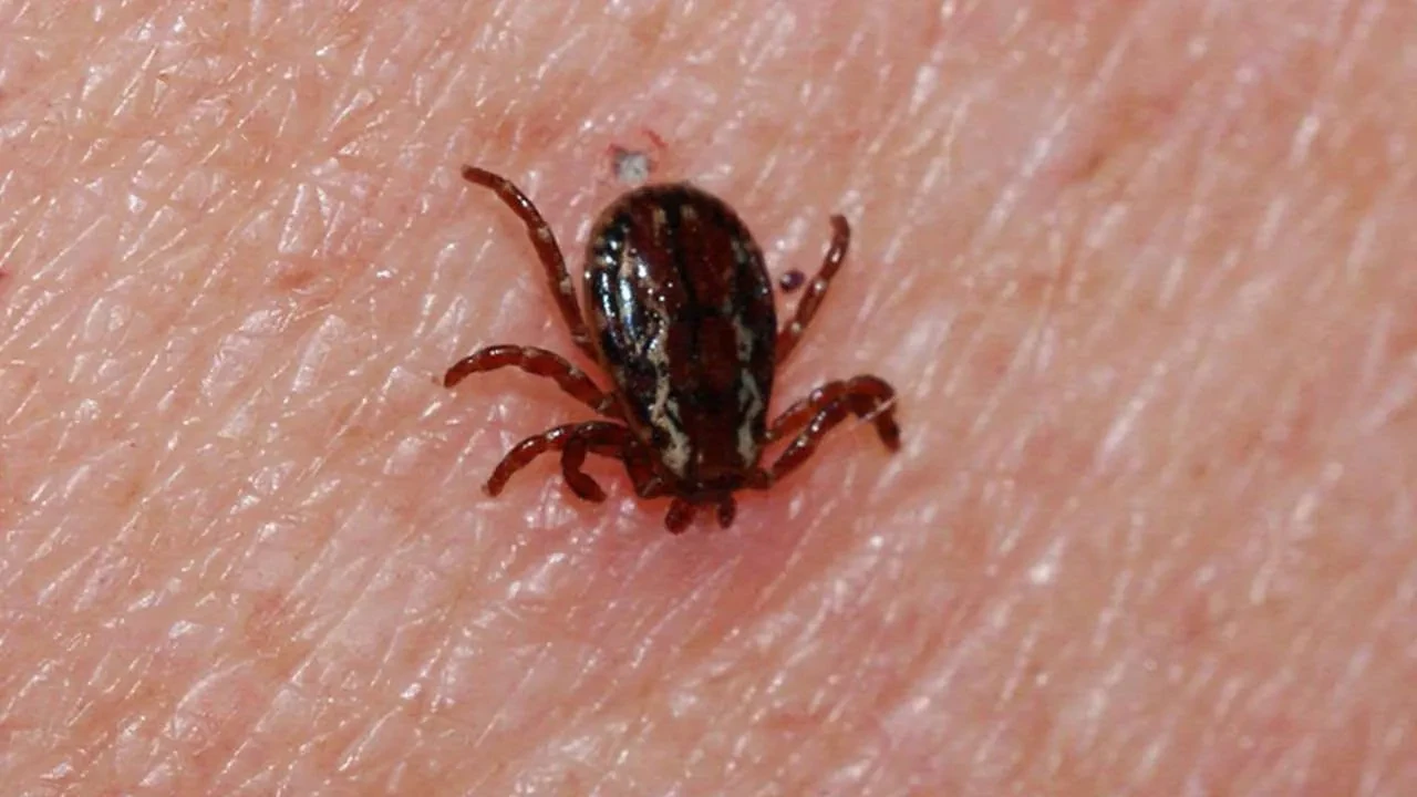 Sivas'ta kene alarmı! 8 kişi hastalandı, 1 kişi hayatını kaybetti