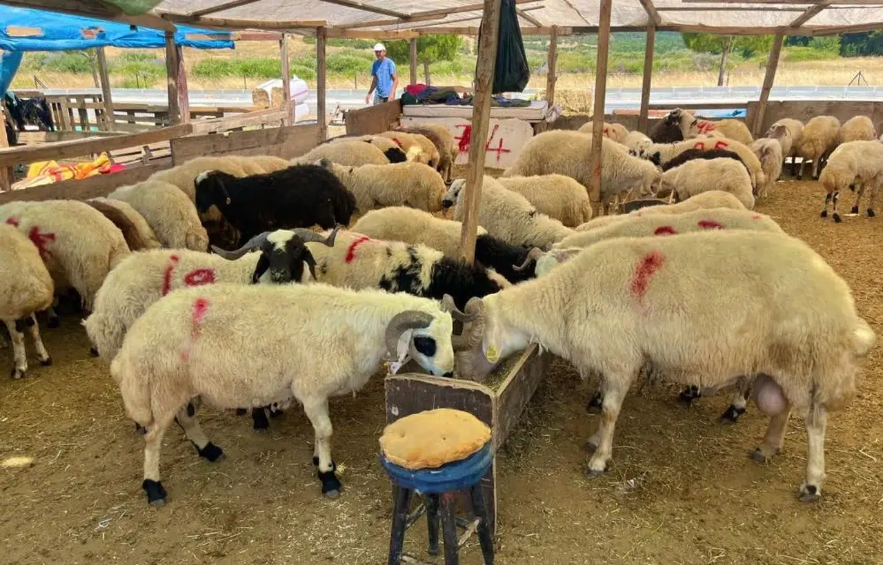 Bayramda kesim ücretleri belli oldu: Aliağa’da kurban kesimi ne kadar?