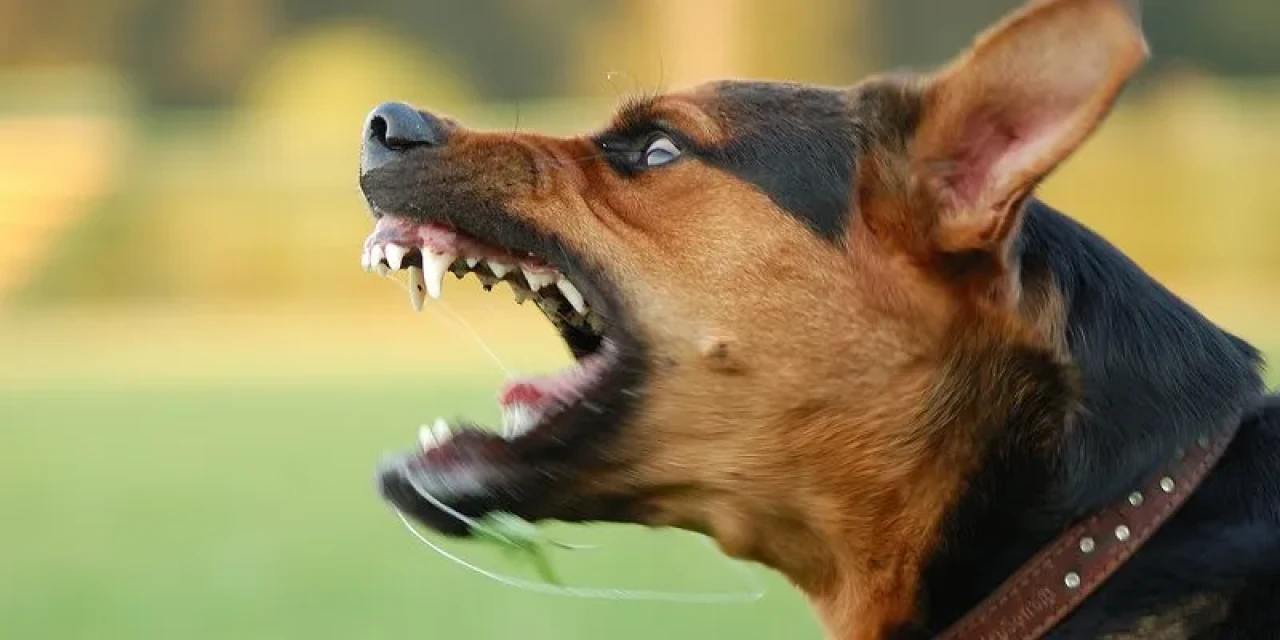 Kayseri’de skandal: Köpek dövüştüren 2 kişi yakalandı