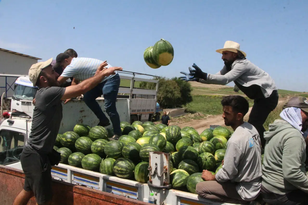 Adana’da karpuz sezonu açıldı! Karpuz tarlada 7 TL’den satılıyor!