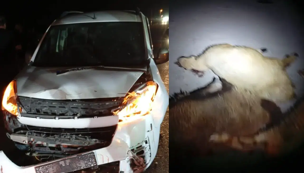 Kurban pazarı kan gölüne döndü! Nevşehir’de 15 koyun araç çarpmasıyla telef oldu