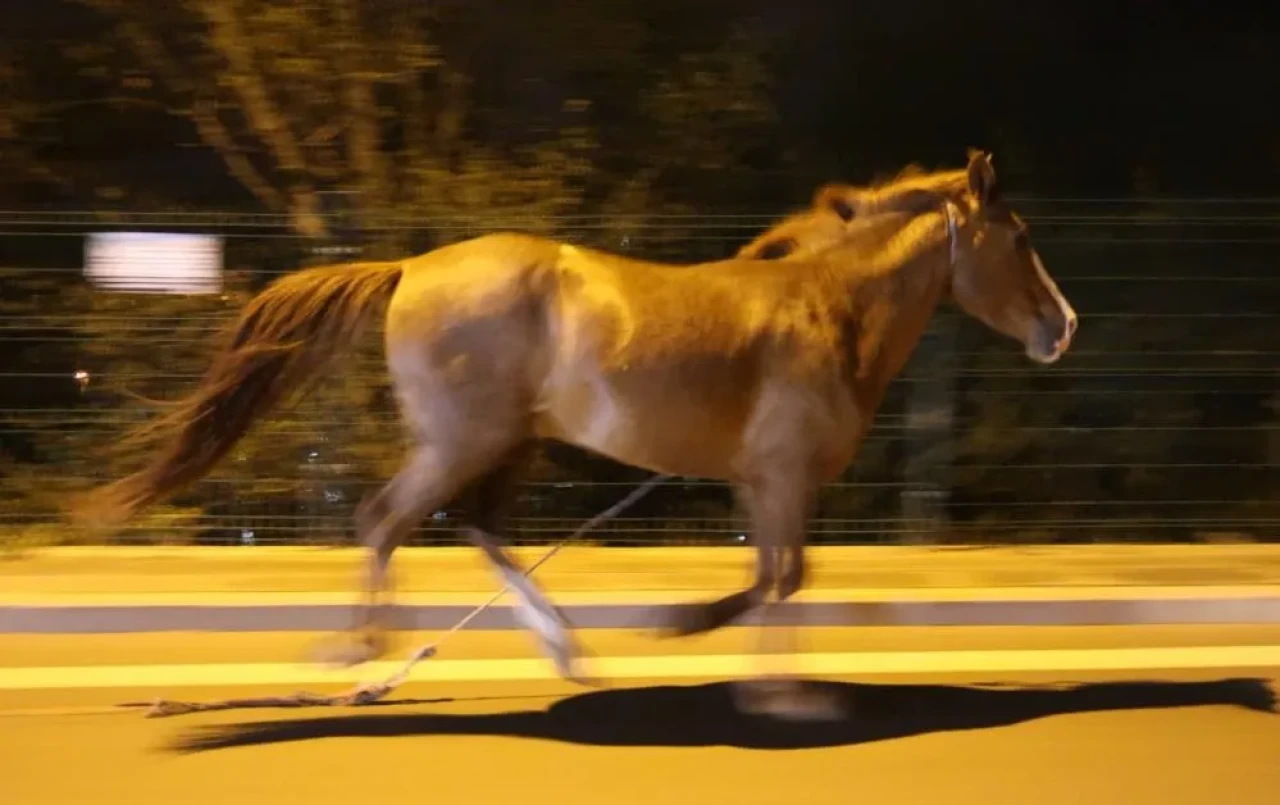 Aksaray’da gece yarısı şehirde koşan at trafiği tehdit etti, belediye ‘sabah alırız’ dedi