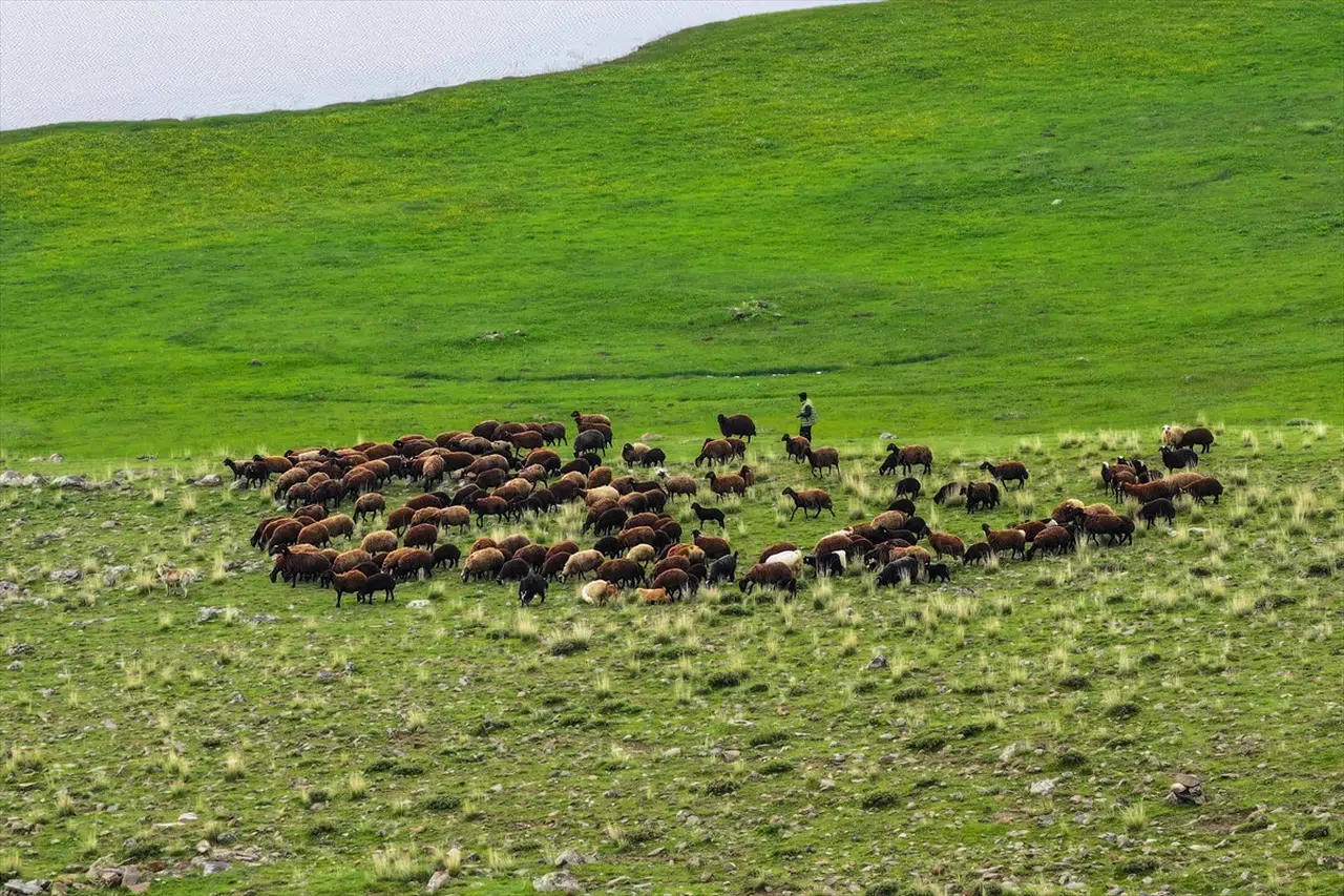 Iğdır’da hayvancılığa büyük destek: 10 bin dönümlük mera çiftçilere açıldı