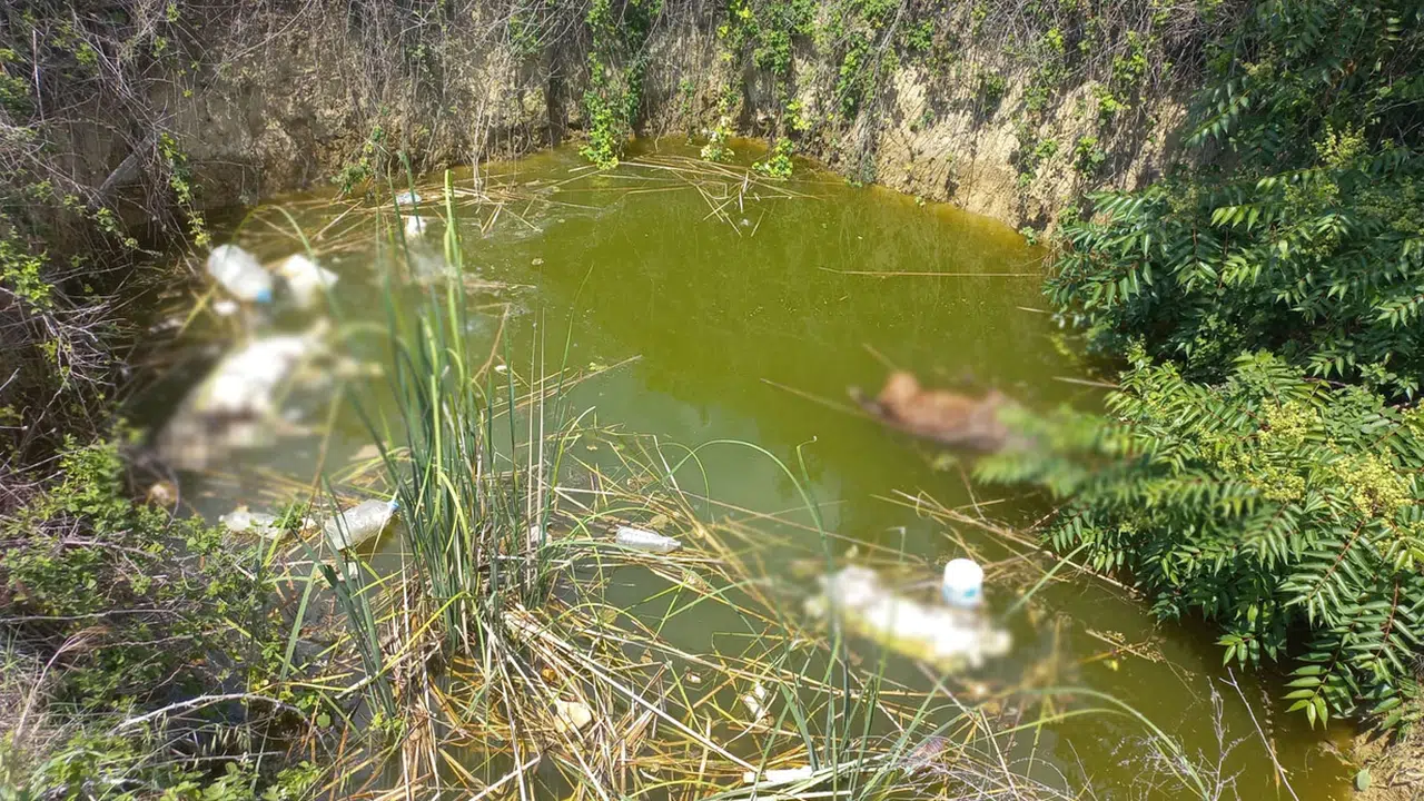 Keşan’da hayvan cinayeti: Başı kesik 3 ölü köpek bulundu