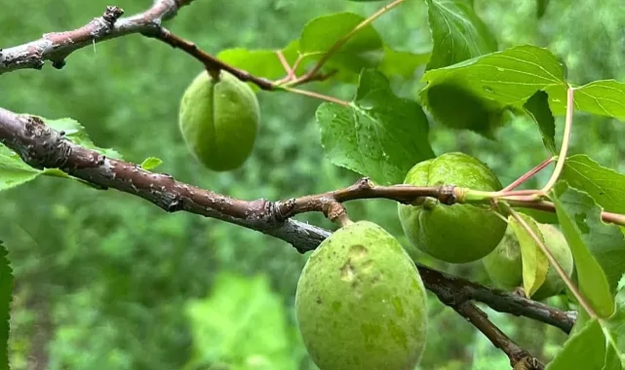 5 Mayıs dolu afeti Iğdır'da tarım arazilerine zarar verdi, inceleme başlatıldı