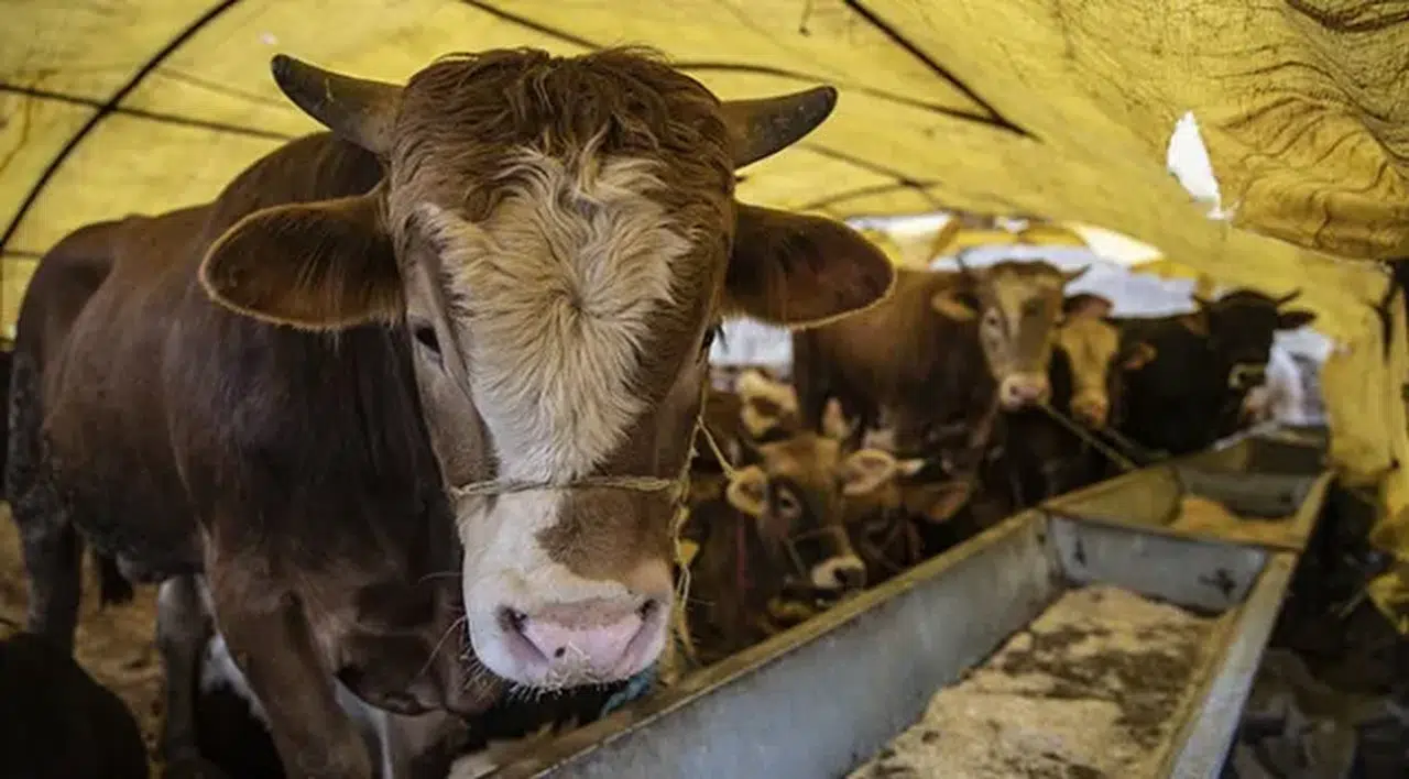 Kurban alırken tuzağa düşmeyin! İnternetten kurbanlık alacaklara kritik uyarı