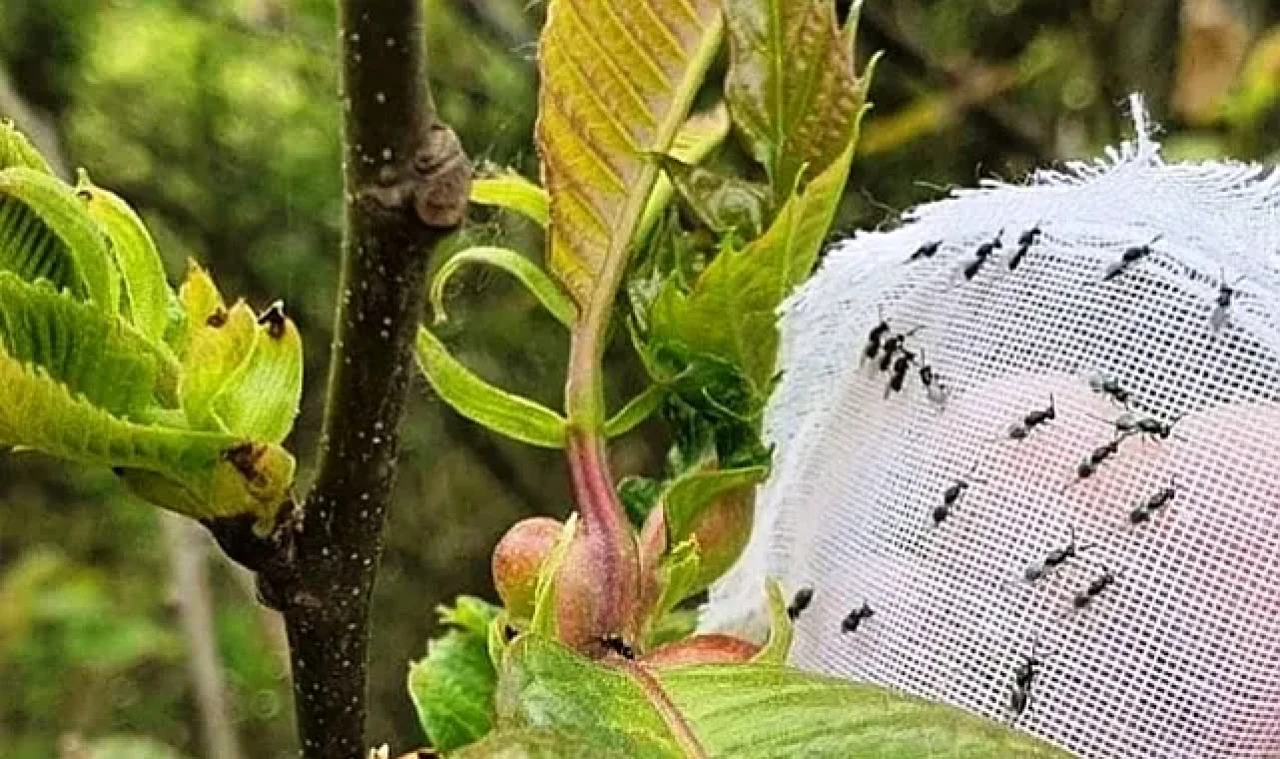 Samsun’da kestane ağaçlarını kurtarmak için 2.500 faydalı böcek doğaya salındı