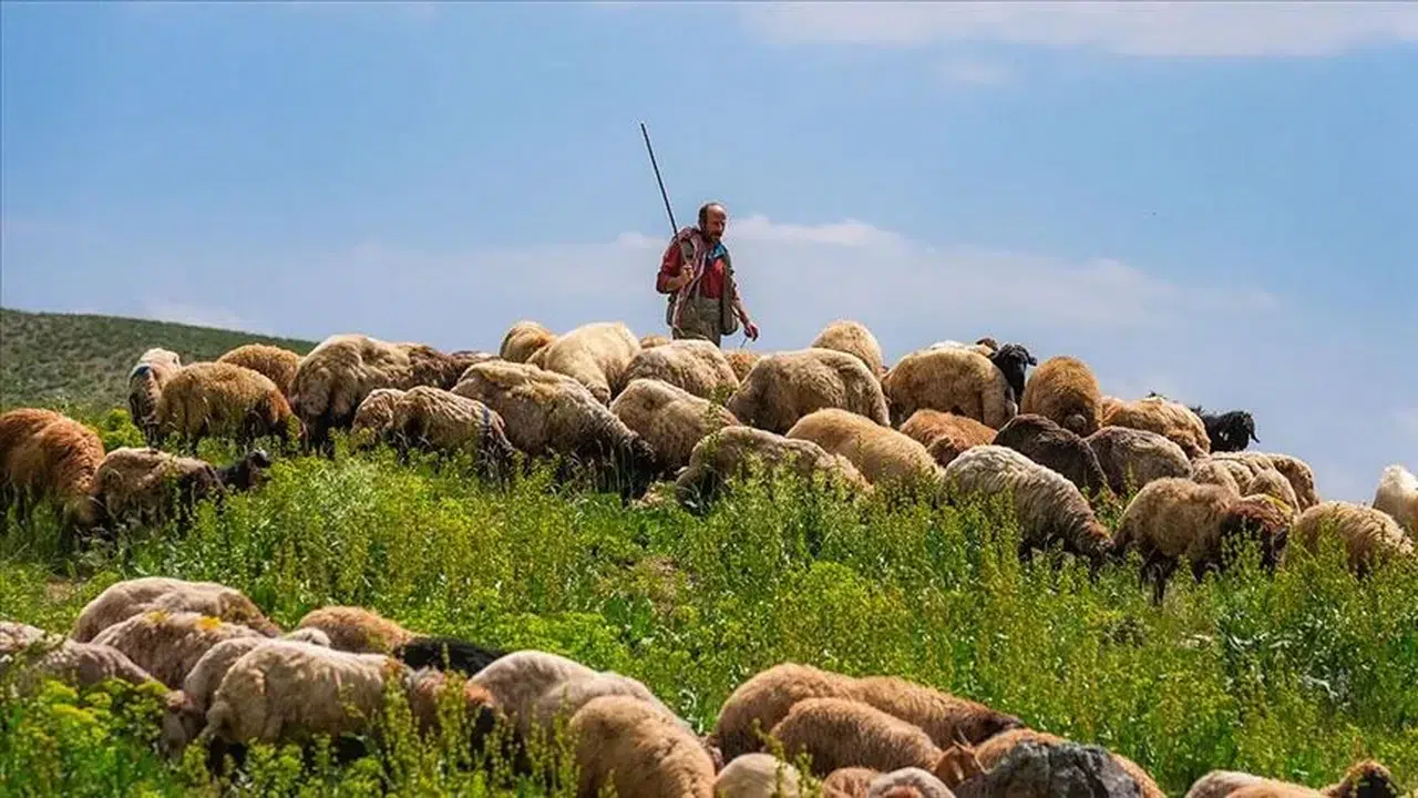 Hayvancılıkta yabancı çoban dönemi başladı! Başvurular alınmaya başlandı