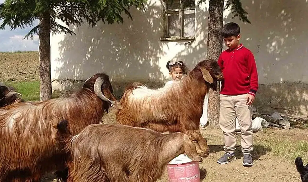 Yozgatlı çobandan Türkiye birinciliği: Bursluluk sınavında 500 tam puan!