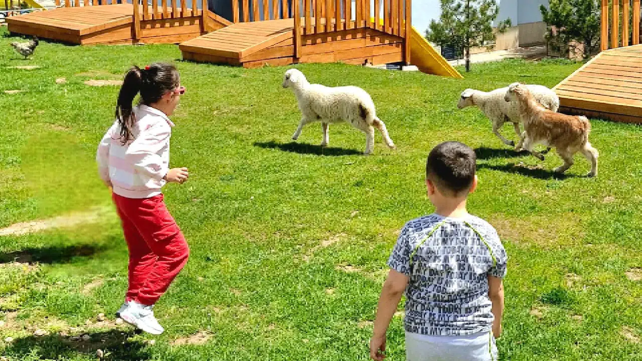 Eskişehir’de ezber bozan proje: Anaokulunda kuzularla eğitim dönemi başladı