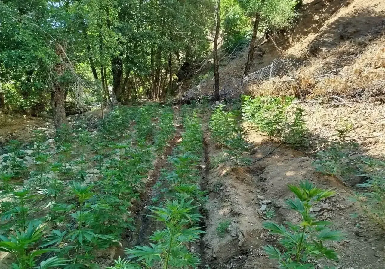 Bingöl’de 9 bin 300 kök skunk ve 7 bin 945 kenevir ele geçirildi!