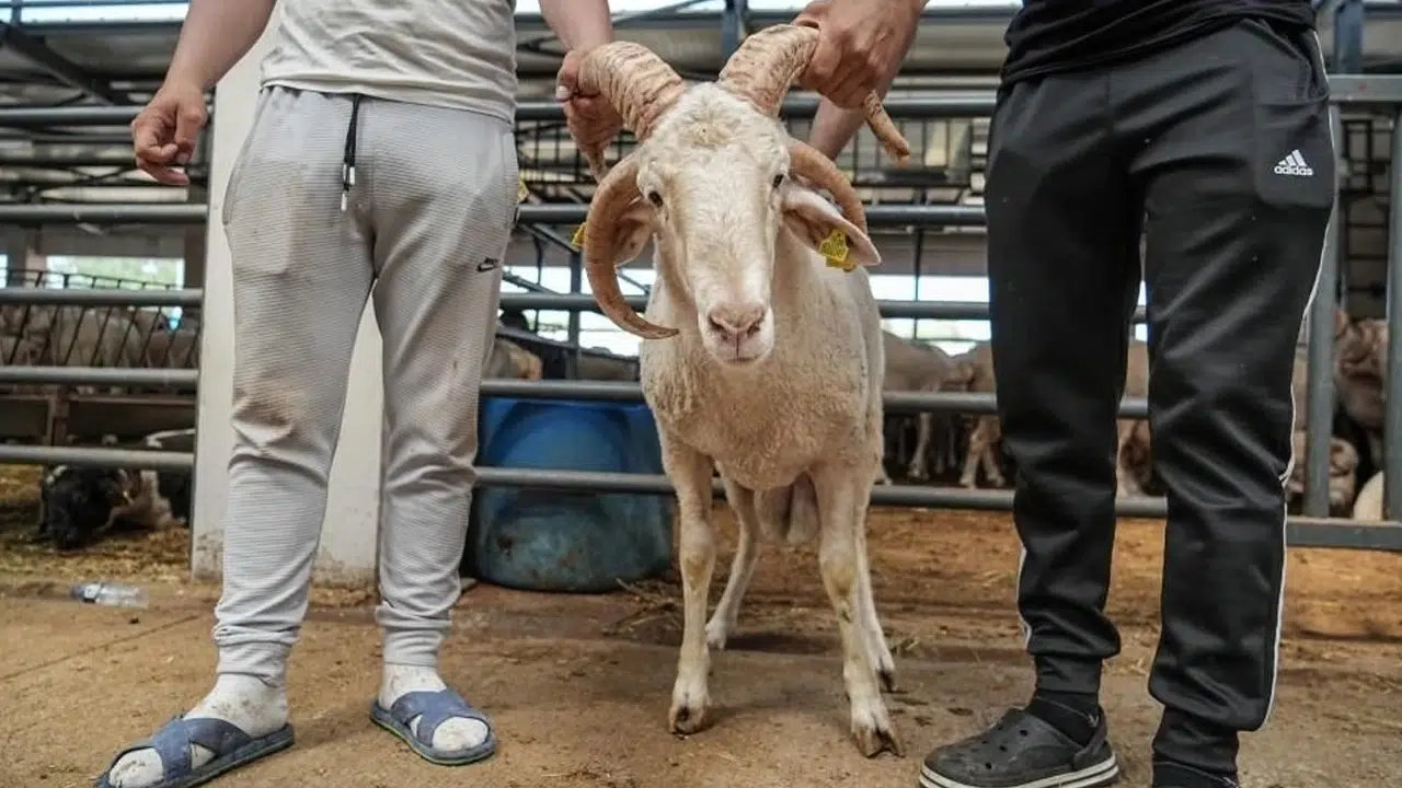 Bursa Hayvan Pazarı'ndaki 4 boynuzlu koç görenleri hayrete düşürdü! Boynuz başına 10 bin lira isteniyor