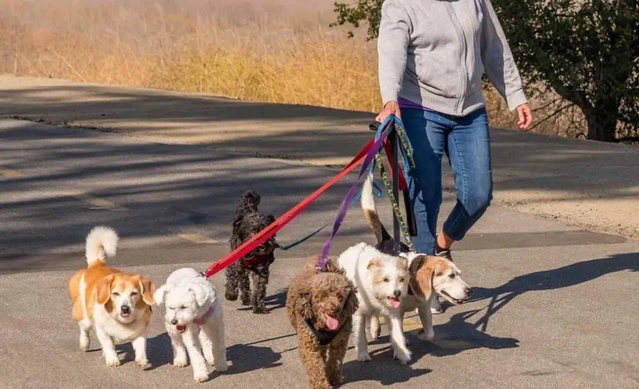 Bu sektörde kazanç var: Sadece köpek gezdirerek aylık 60 bin TL kazanmak mümkün!