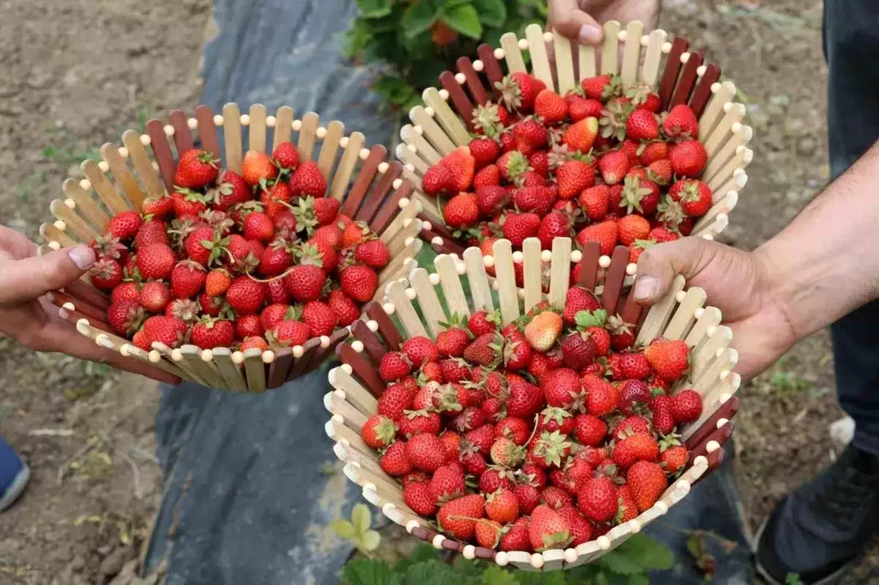 Ağrı’da tarımsal dönüşüm: Çilek üretimi yükselişte