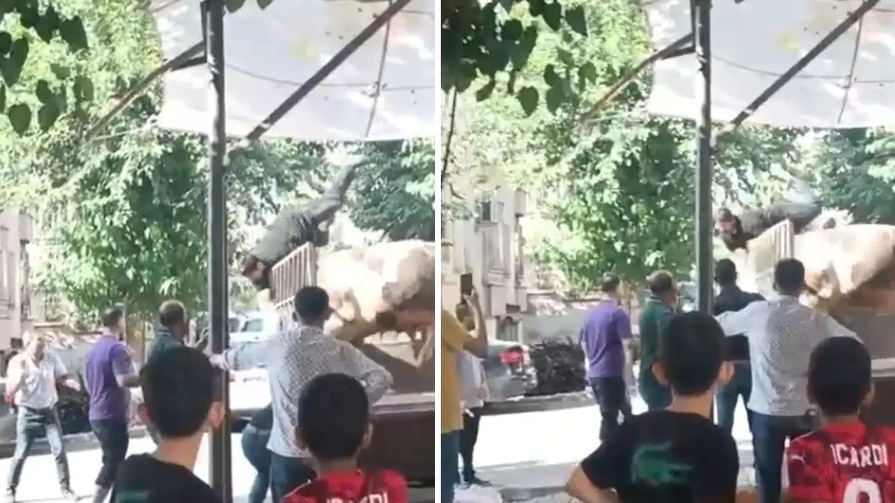 Şanlıurfa'da kurbanlık boğa kasapta dehşet saçtı: O anlar kamerada!