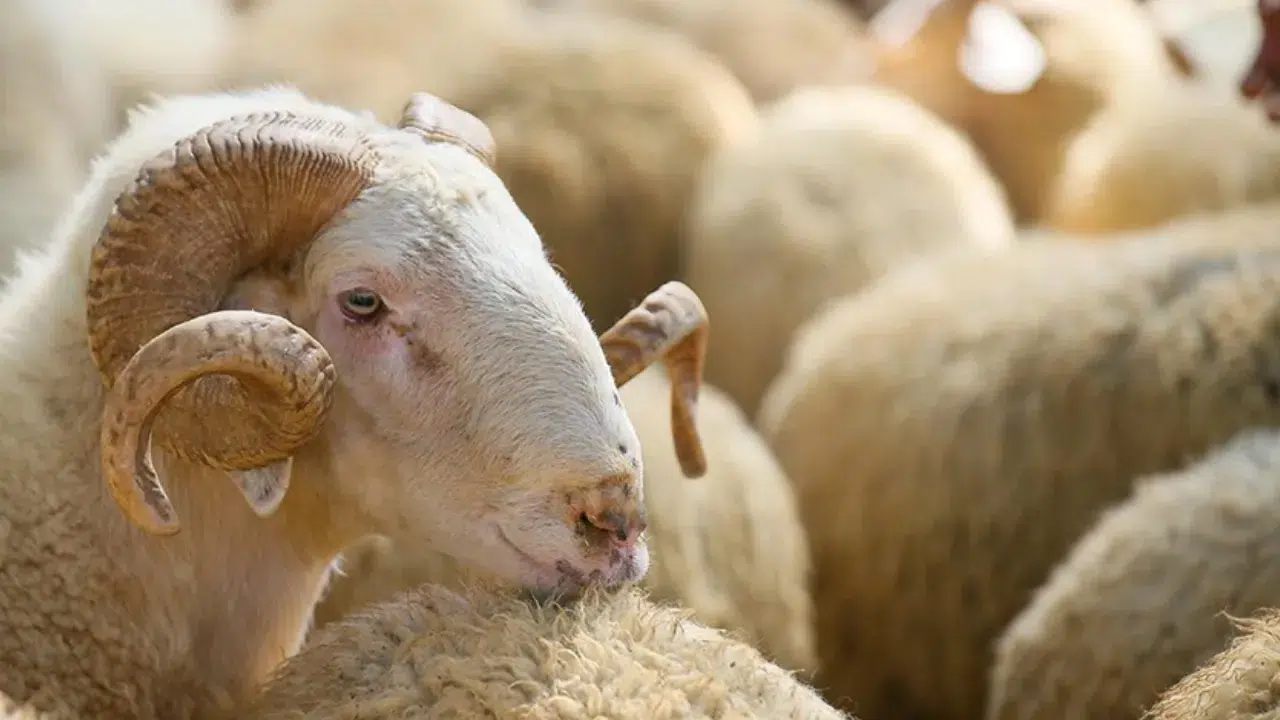 Kurban keserken besmele ve dua okumanın dini hükmü nedir? İşte kurban keserken okunacak dua!
