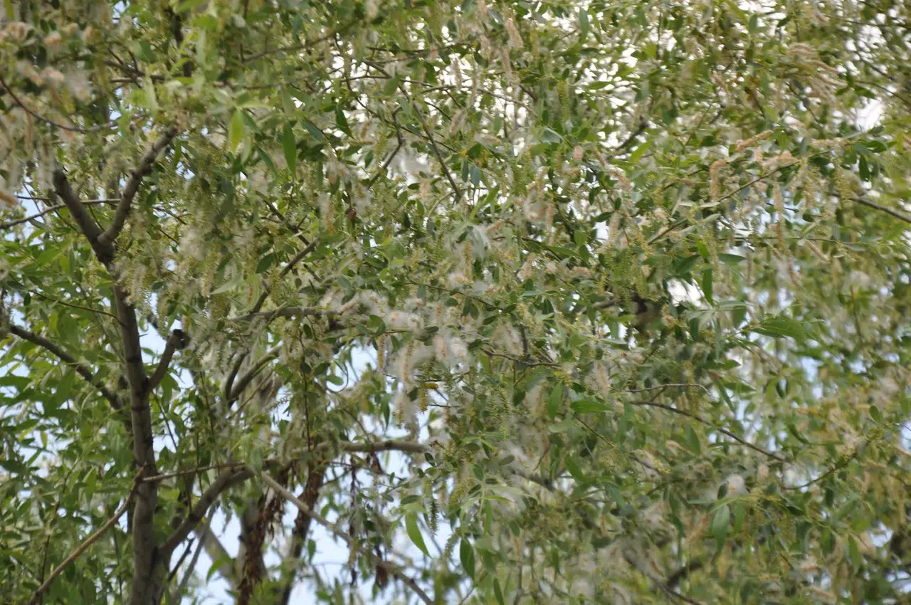 Sarıkamış’ta polen fırtınası görüntülendi!