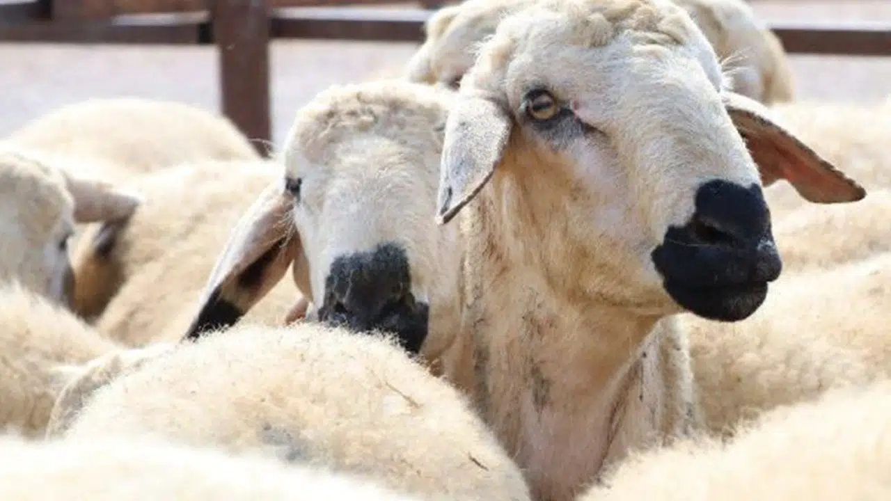 Bayramın 4. günü kurban kesilir mi? Kurban kesim süresi bitti mi?