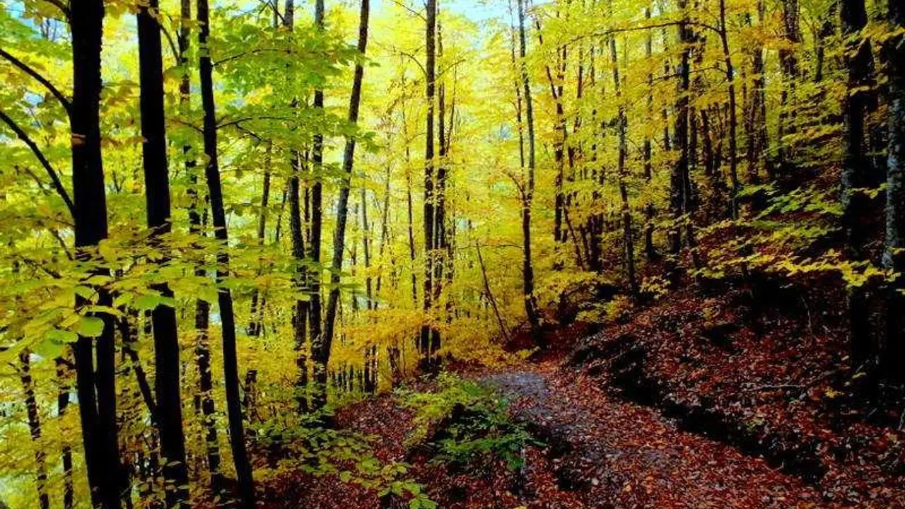Bartın’da ormanlara giriş yasaklandı!